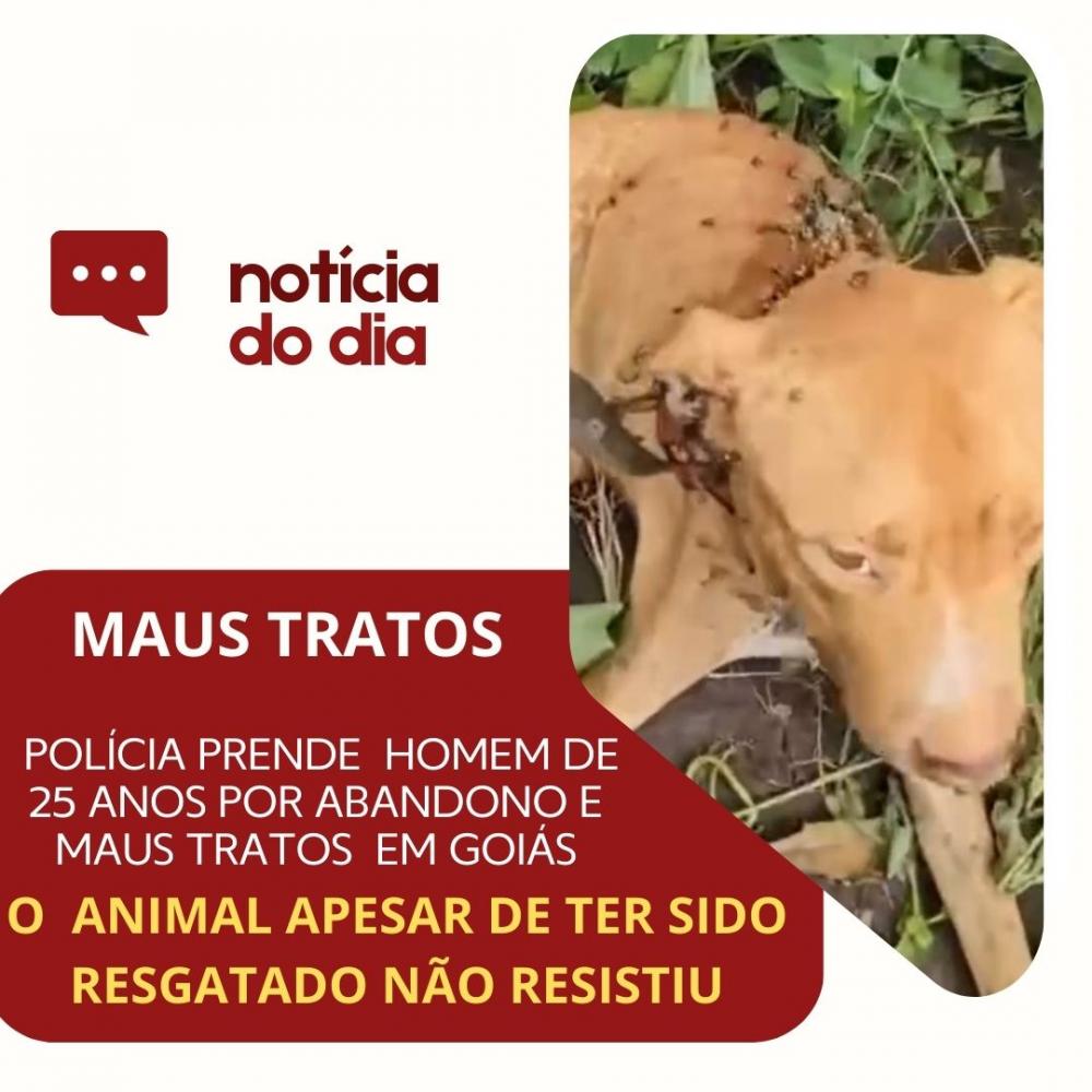 HOMEM É PRESO POR MAUS TRATOS DE ANIMAIS EM GOIÁS