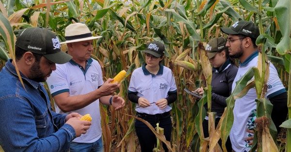 Expedição técnica percorre Sudoeste de Goiás para avaliar milho segunda safra