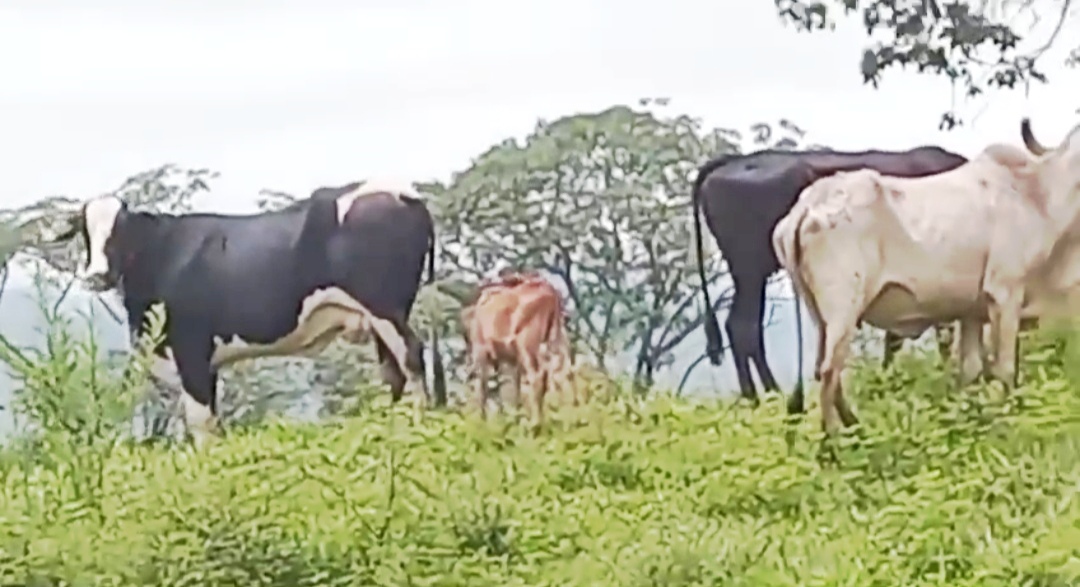 Batalhão Rural prende ladrão de gado e receptador em Rio Quente