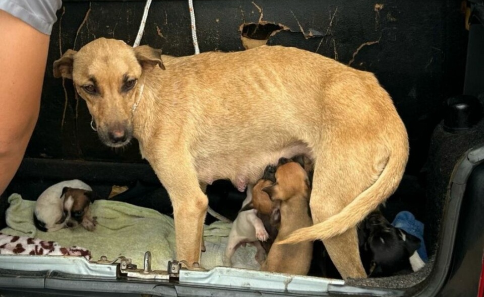 Polícia Civil resgata cadela e filhotes de situação de maus-tratos em Catalão