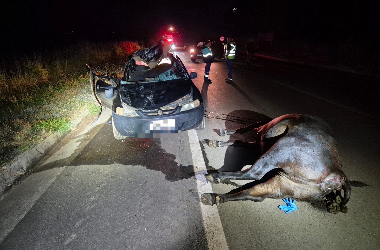 Atropelamento de animal na MGC-462 em Patrocínio deixa uma vítima fatal