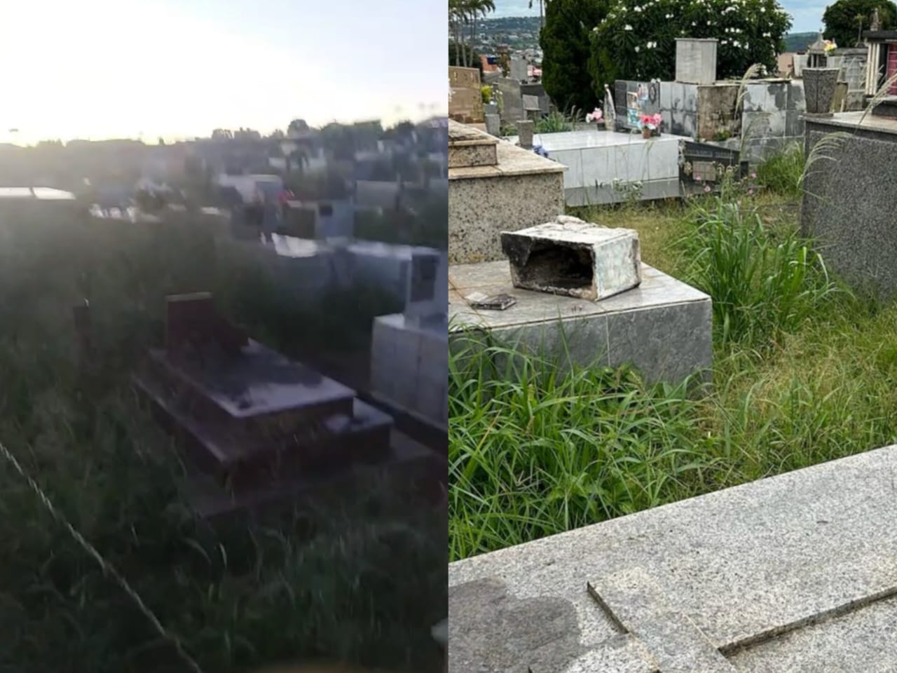 Escorpiões e lacraias invadem casas por falta de manutenção em cemitérios de Anápolis: “parece até abandonado”