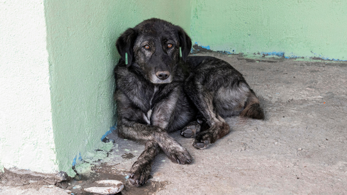 Homem é preso por violentar e matar cachorro em Alexânia