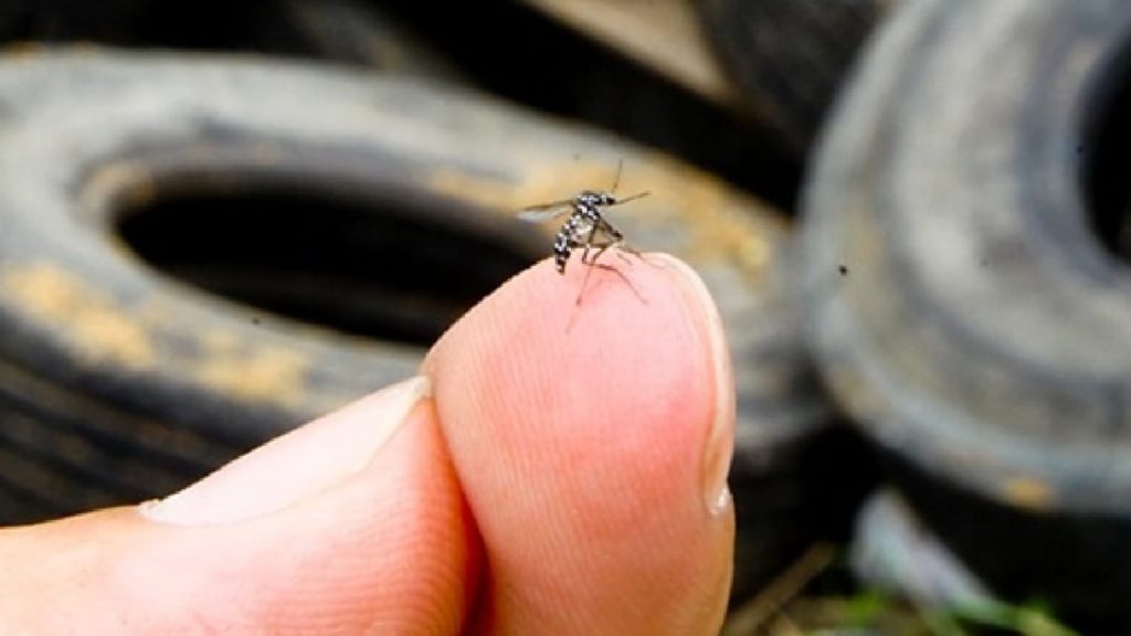 Saúde: Brasil se aproxima de 2 milhões de casos de dengue