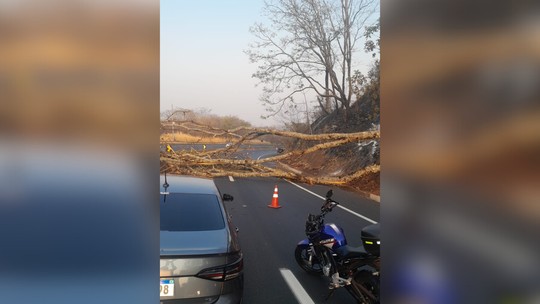 BR-050: árvore caída causa interdição em trecho entre Araguari e Uberlândia