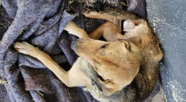 Cachorro leva socos de chutes do próprio tutor em hospital veterinário do DF