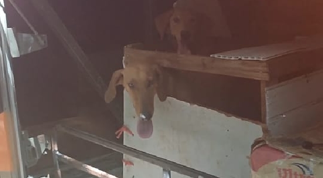 PRF resgata seis cachorros vítimas de maus-tratos transportados em bagageiro de ônibus