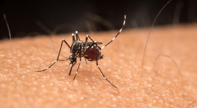 Goiás vive pior cenário da dengue desde a década de 90, diz SES