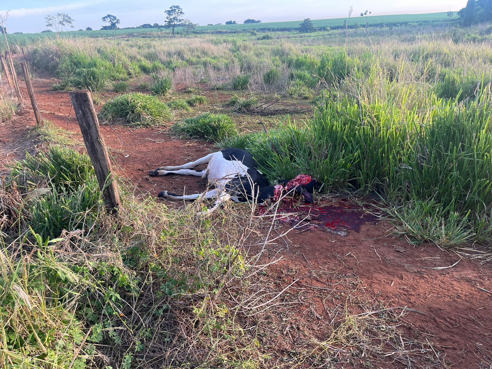 Batalhão Rural reage a ladrões de gado em Quirinópolis, GO